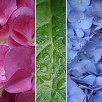 Hortensia