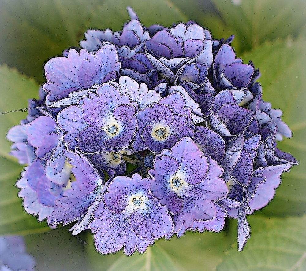 hortensia