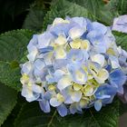 Hortensia-