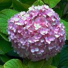 HORTENSIA