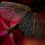 Hortensia d'automne