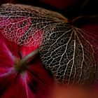 Hortensia d'automne