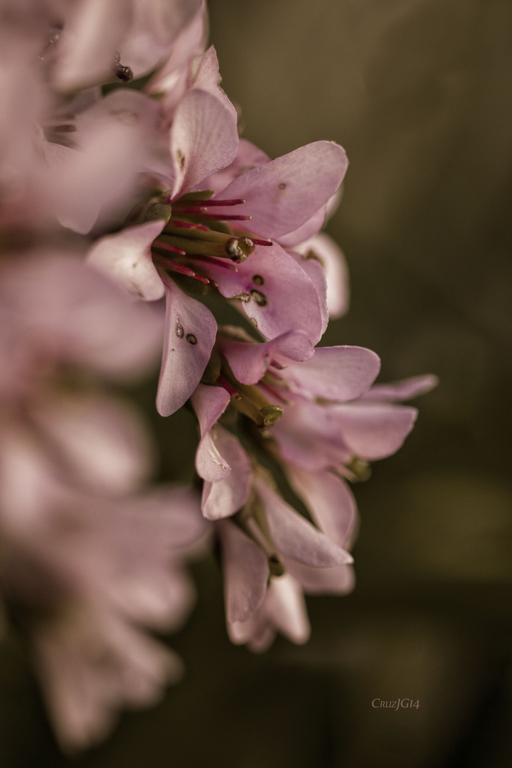 Hortensia de Invierno