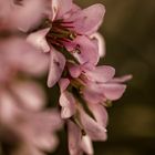 Hortensia de Invierno