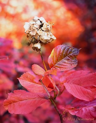 HORTENSIA DE NOVEMBRE
