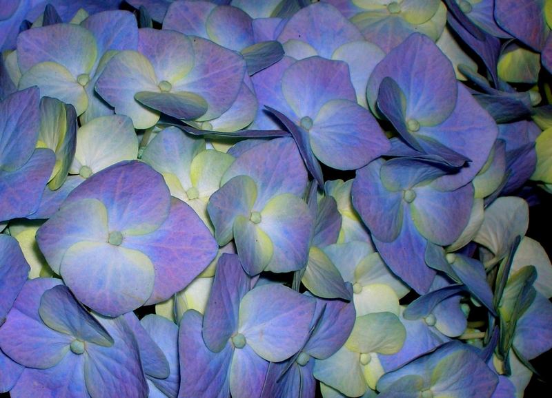 Hortensia de nuit