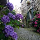 hortensia de rochefort en terre