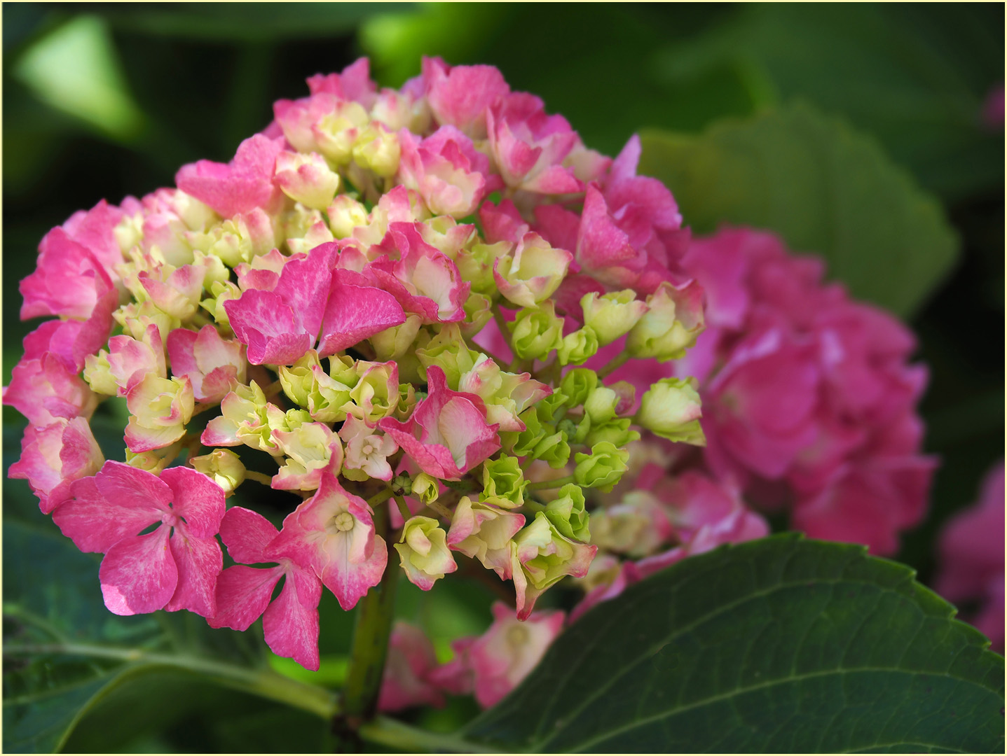 Hortensia du jardin