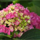 Hortensia du jardin