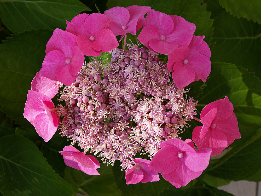 Hortensia du jardin (en juin) - Hortensie im Garten (im Juni)