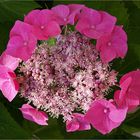 Hortensia du jardin (en juin) - Hortensie im Garten (im Juni)