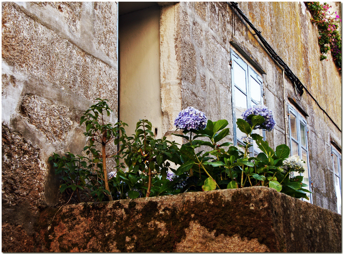 Hortensia e granito