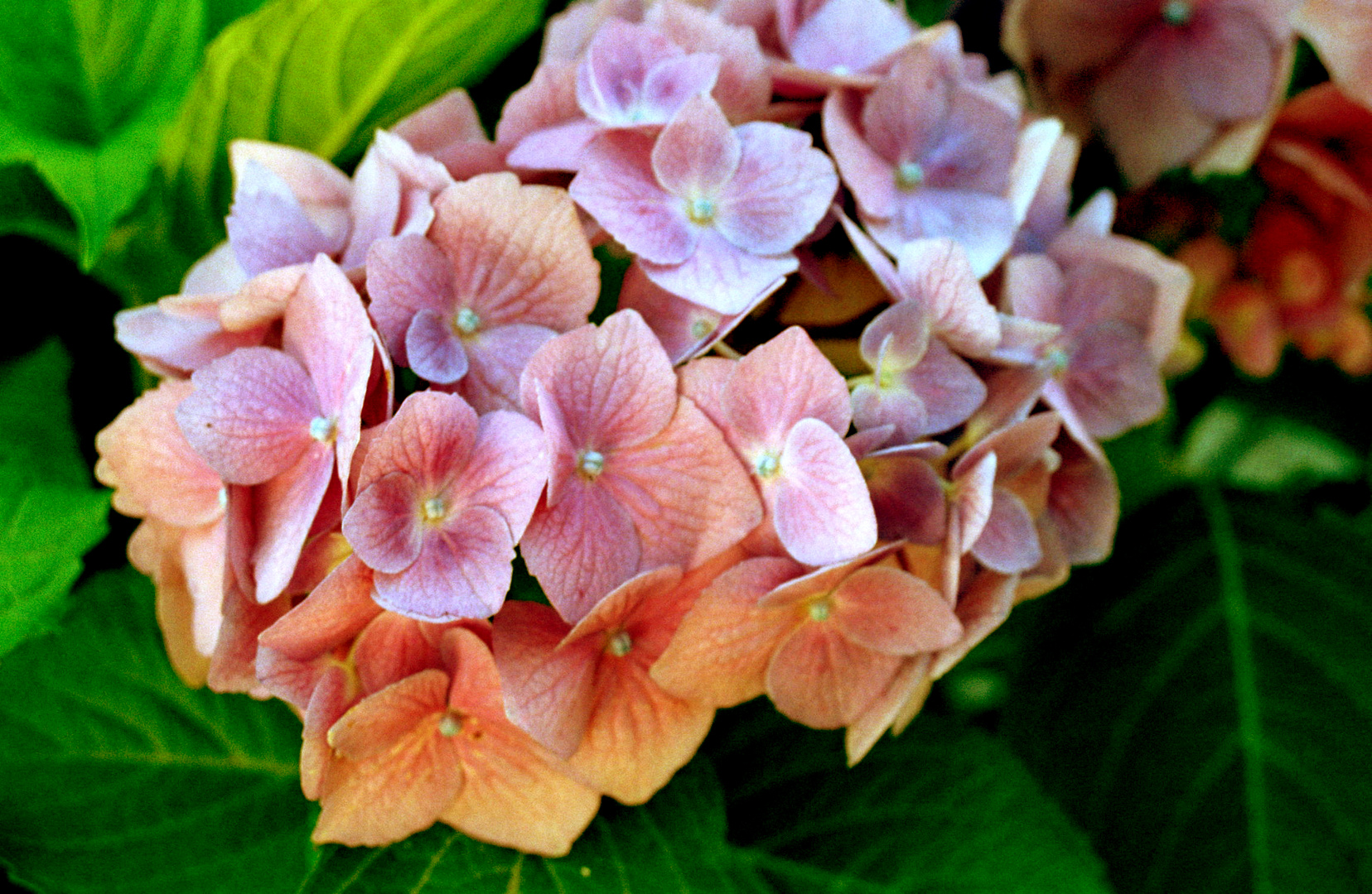 Hortensia