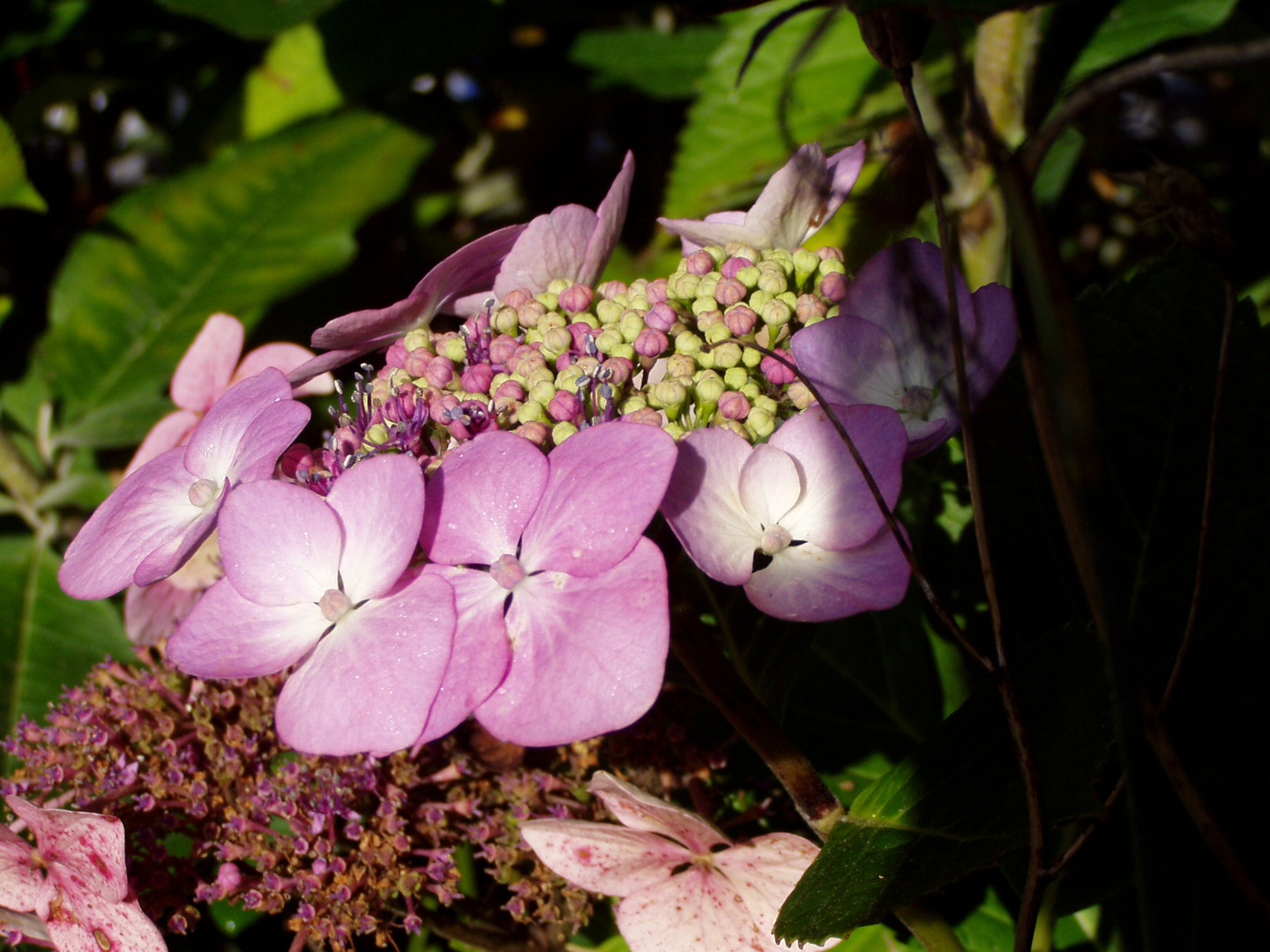 hortensia