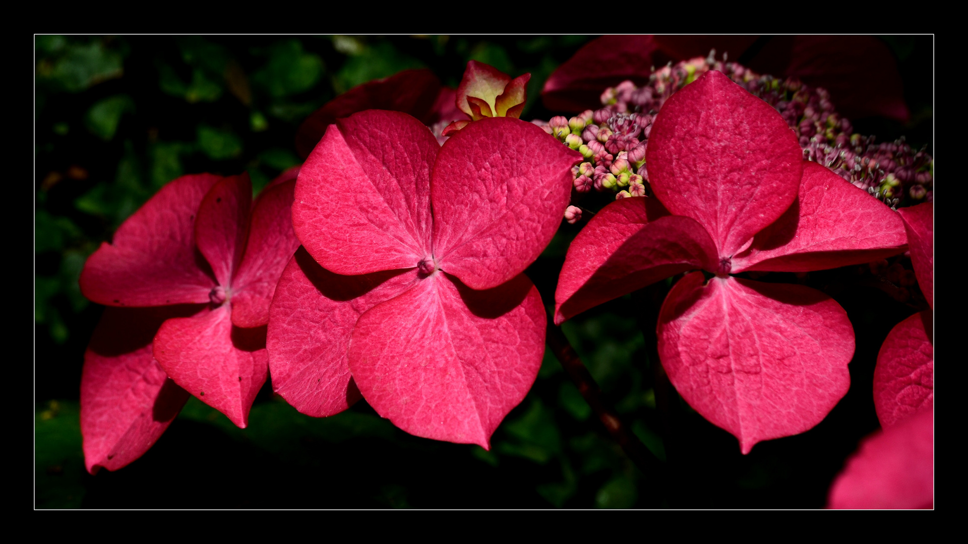 Hortensia ...