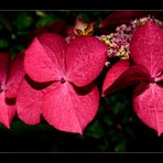 Hortensia ...