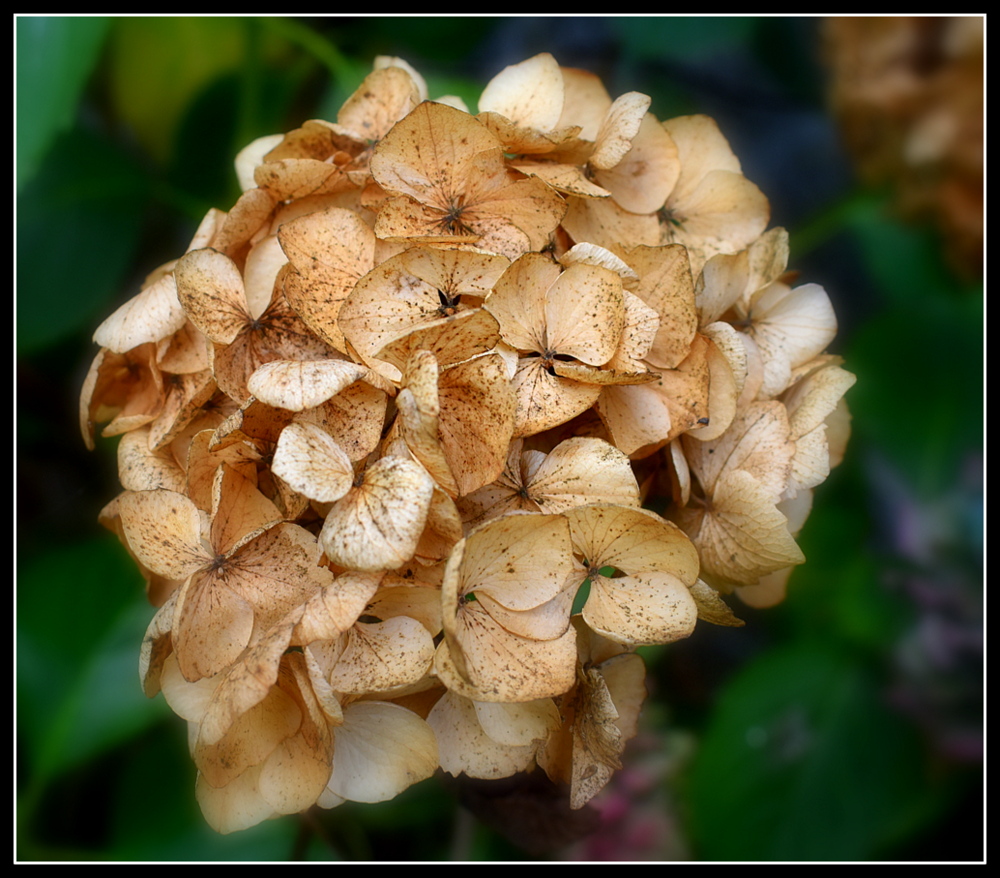 hortensia