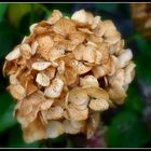 hortensia