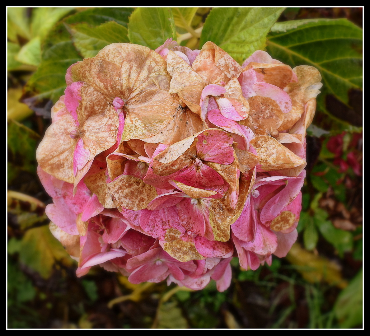 hortensia