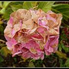 hortensia