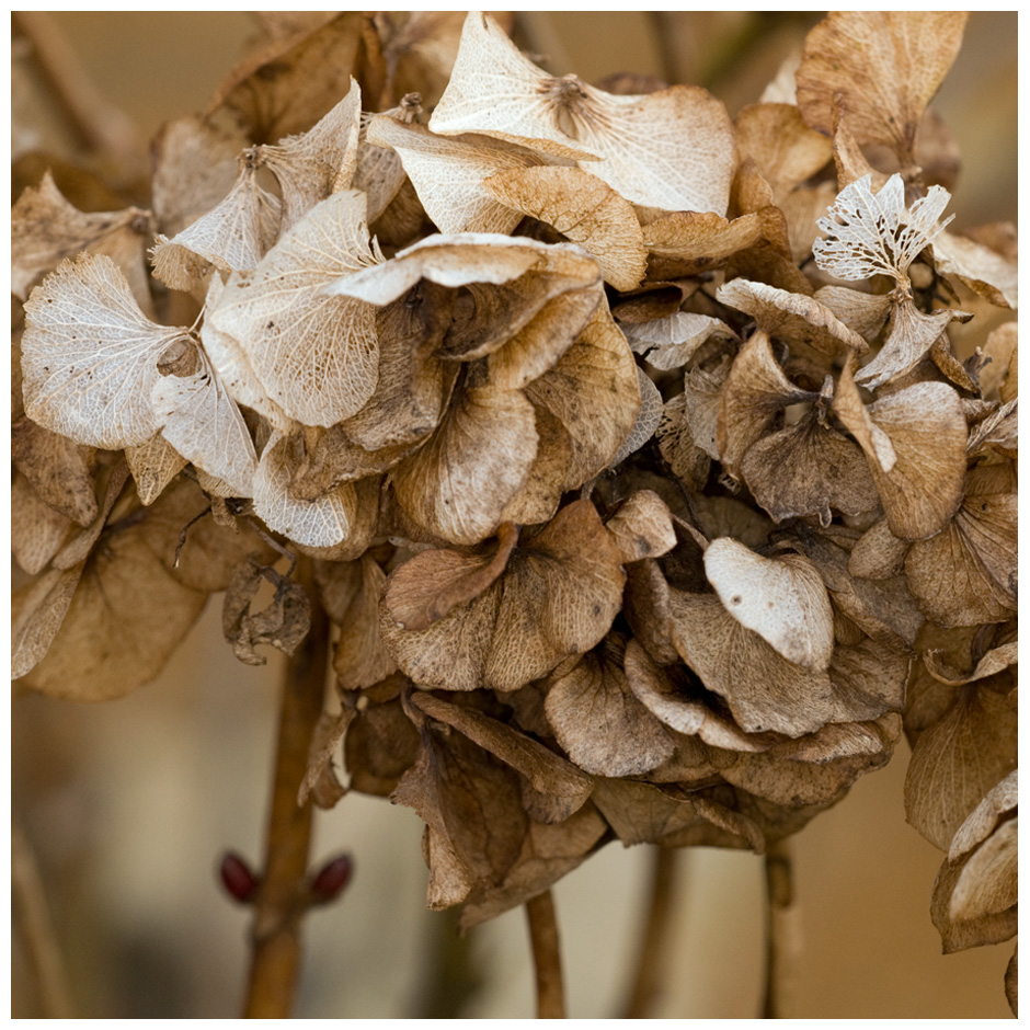 Hortensia en automne