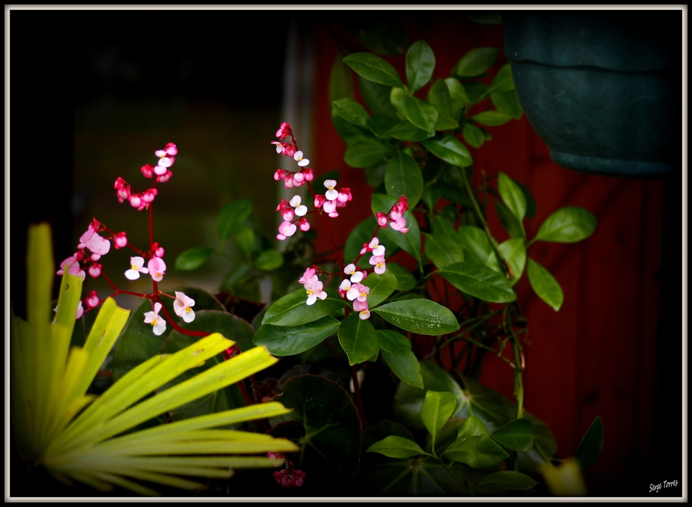 hortensia en fleur