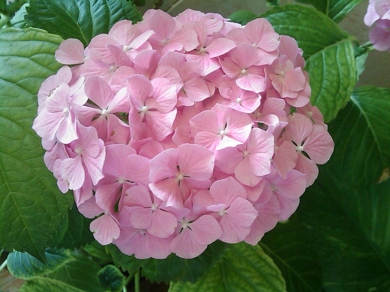 Hortensia en flor