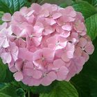 Hortensia en flor