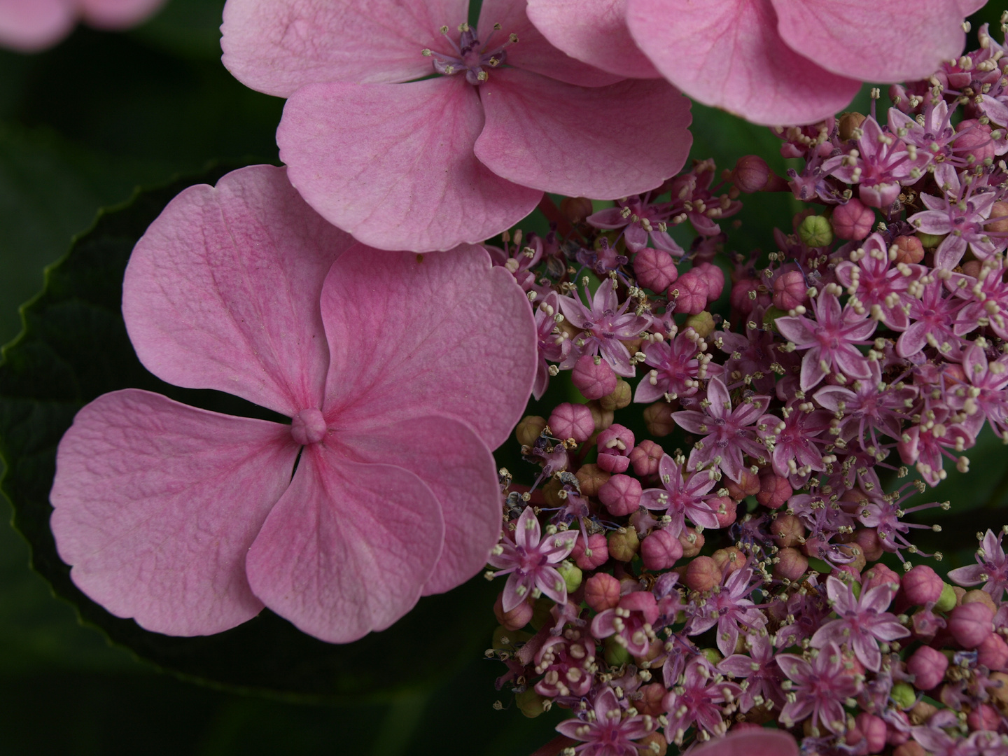 Hortensia