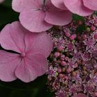 Hortensia