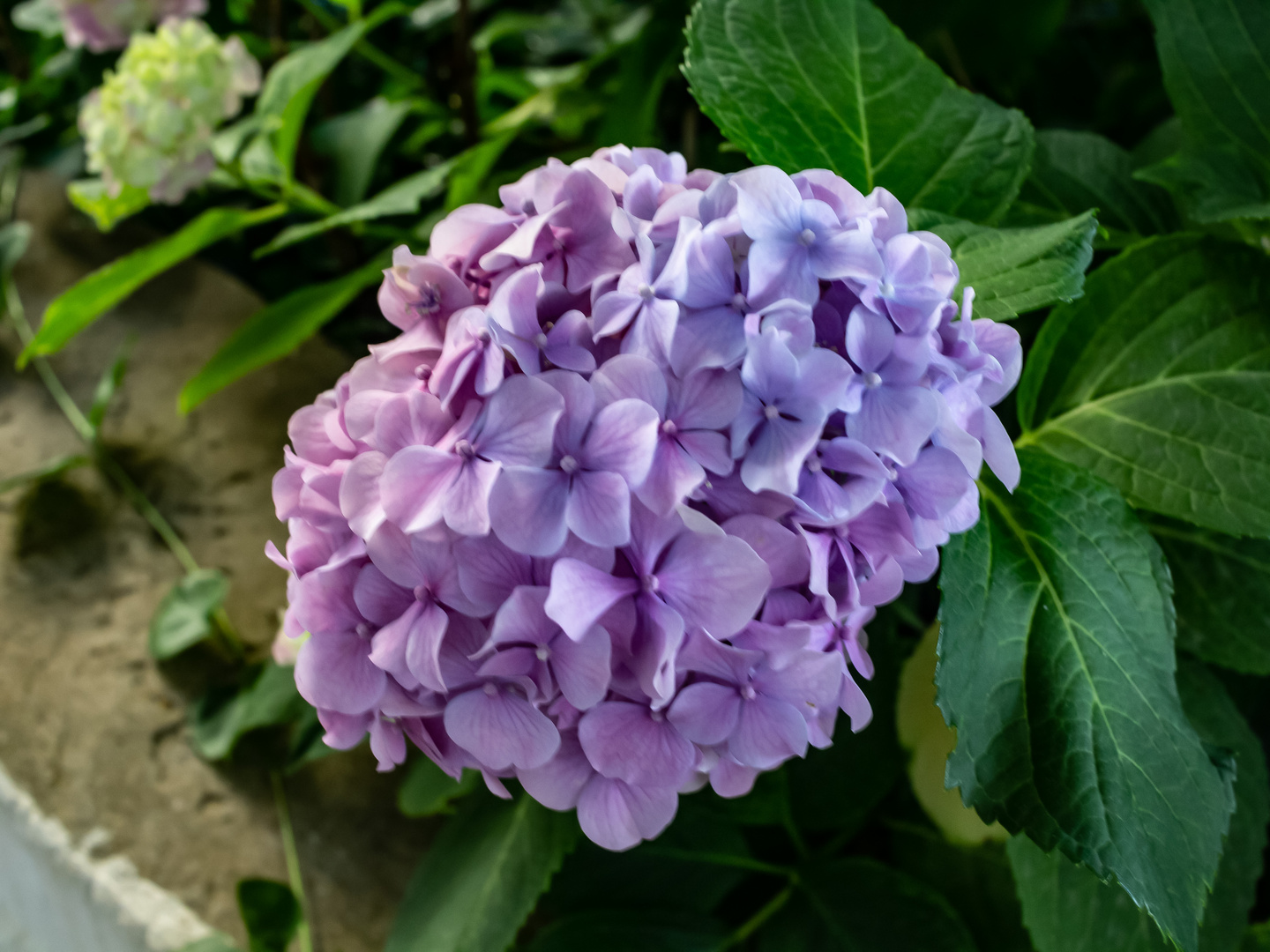 Hortensia