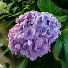 Hortensia