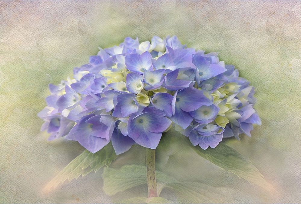  Hortensia 