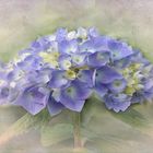  Hortensia 