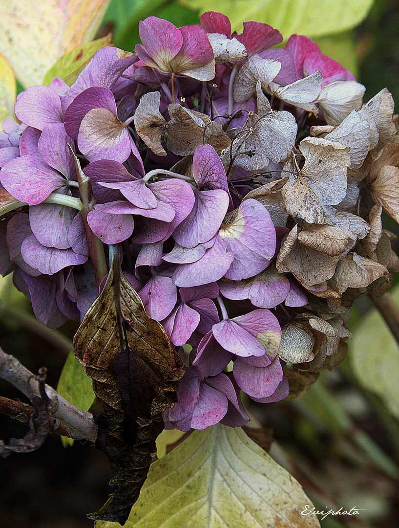 hortensia fané 