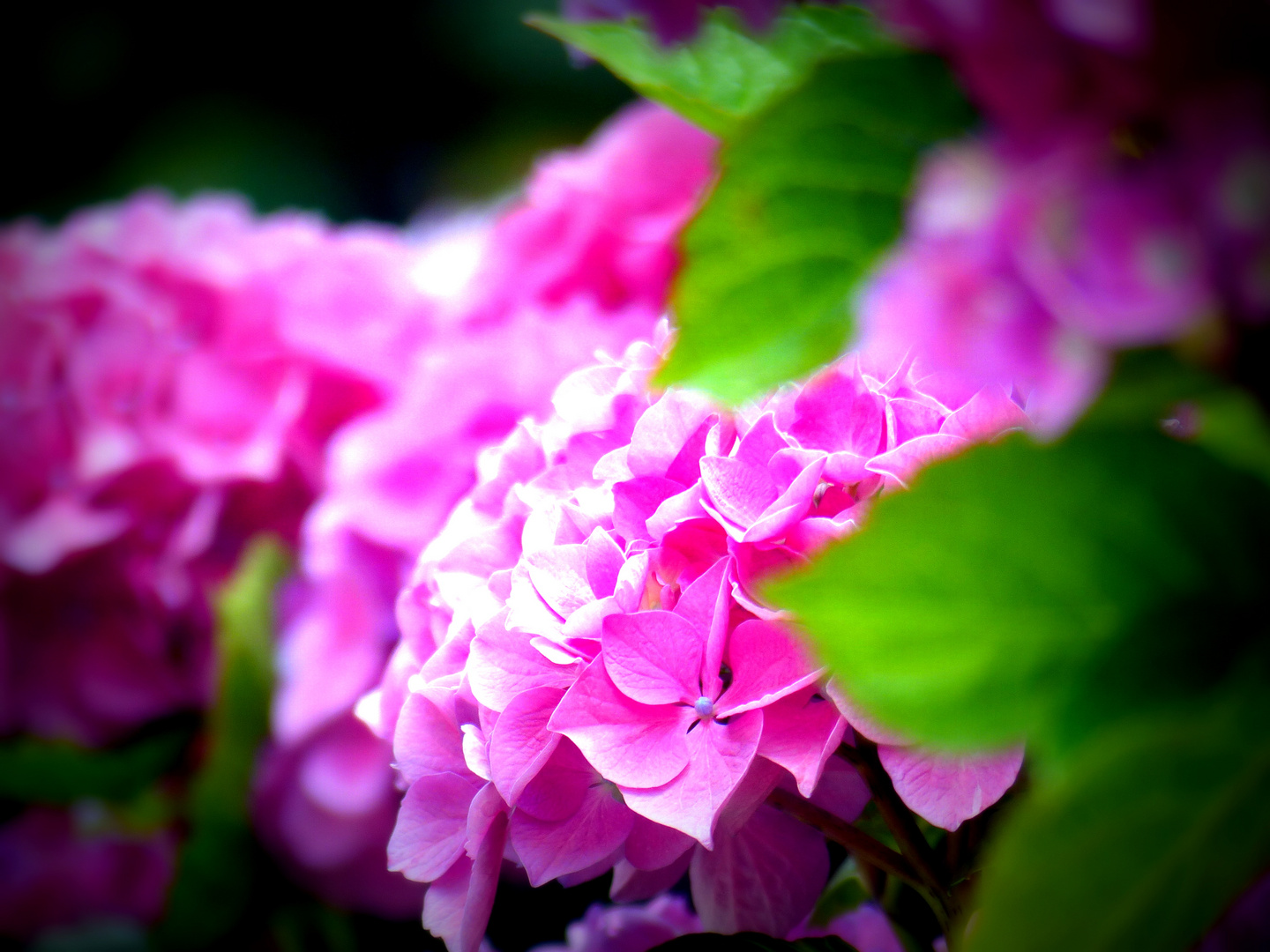 hortensia