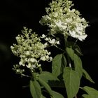 Hortensia (Hydrangea)