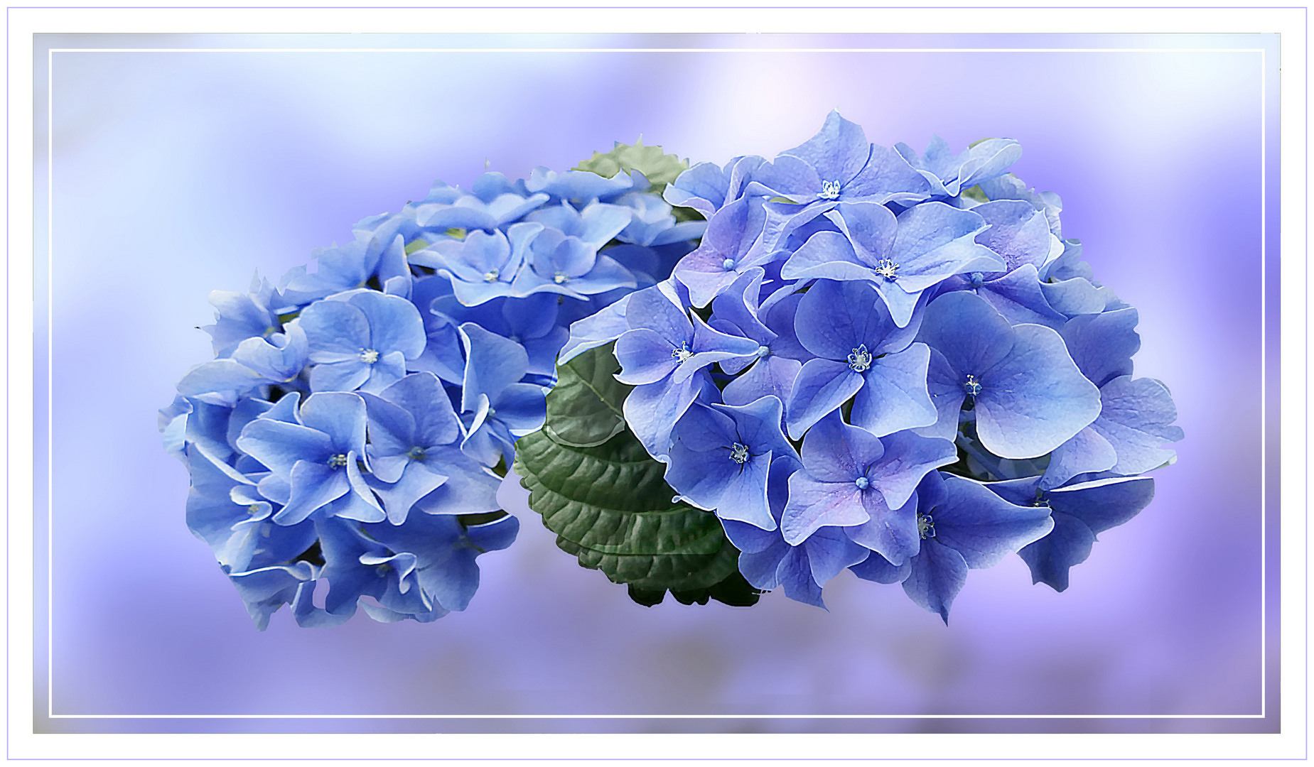   Hortensia III 