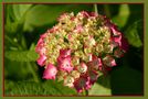 Hortensia in Rosa 2 von Philomena Hammer