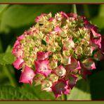 Hortensia in Rosa 2