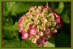 Hortensia in Rosa 2