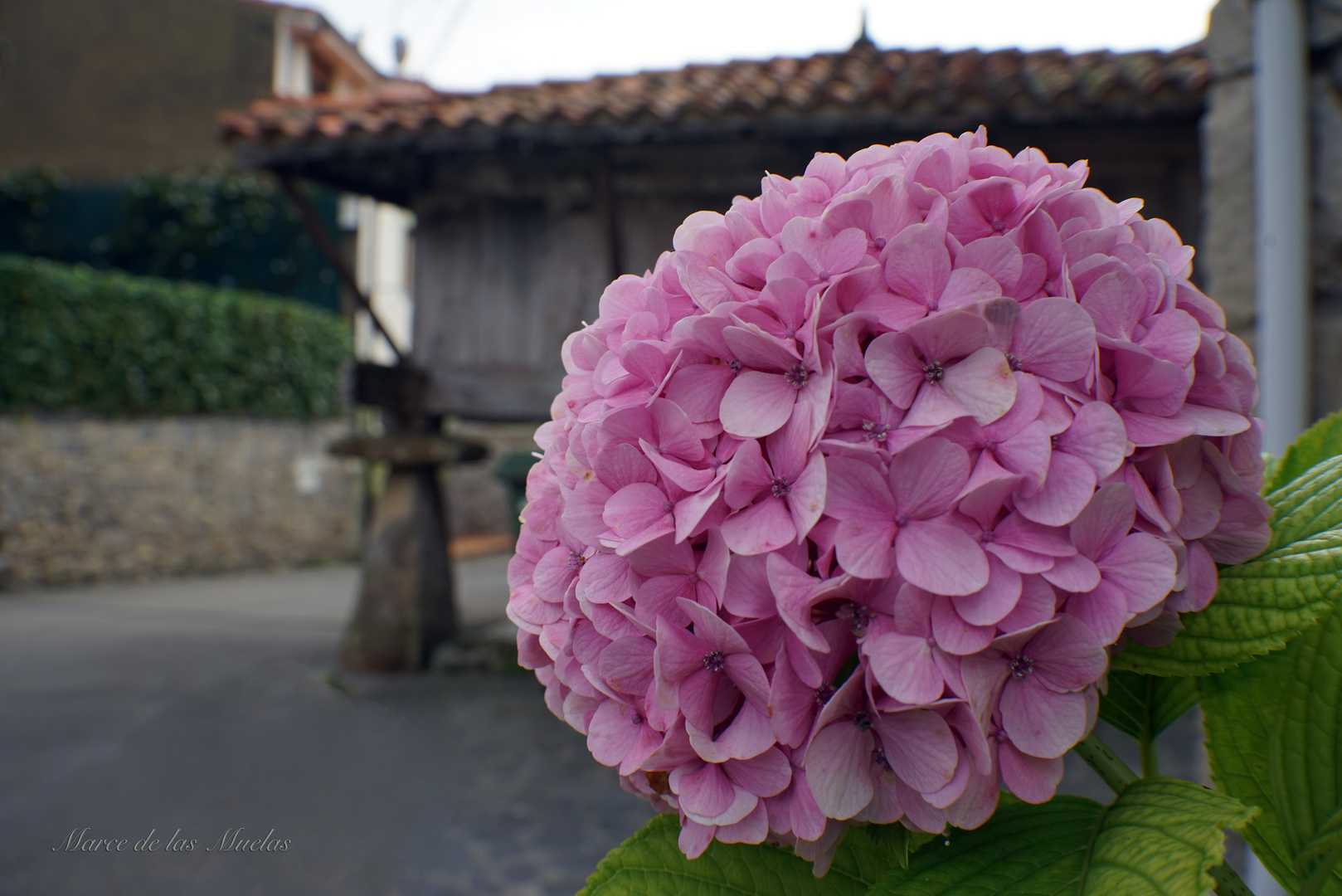 ...Hortensia La Isla ...