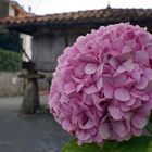 ...Hortensia La Isla ...