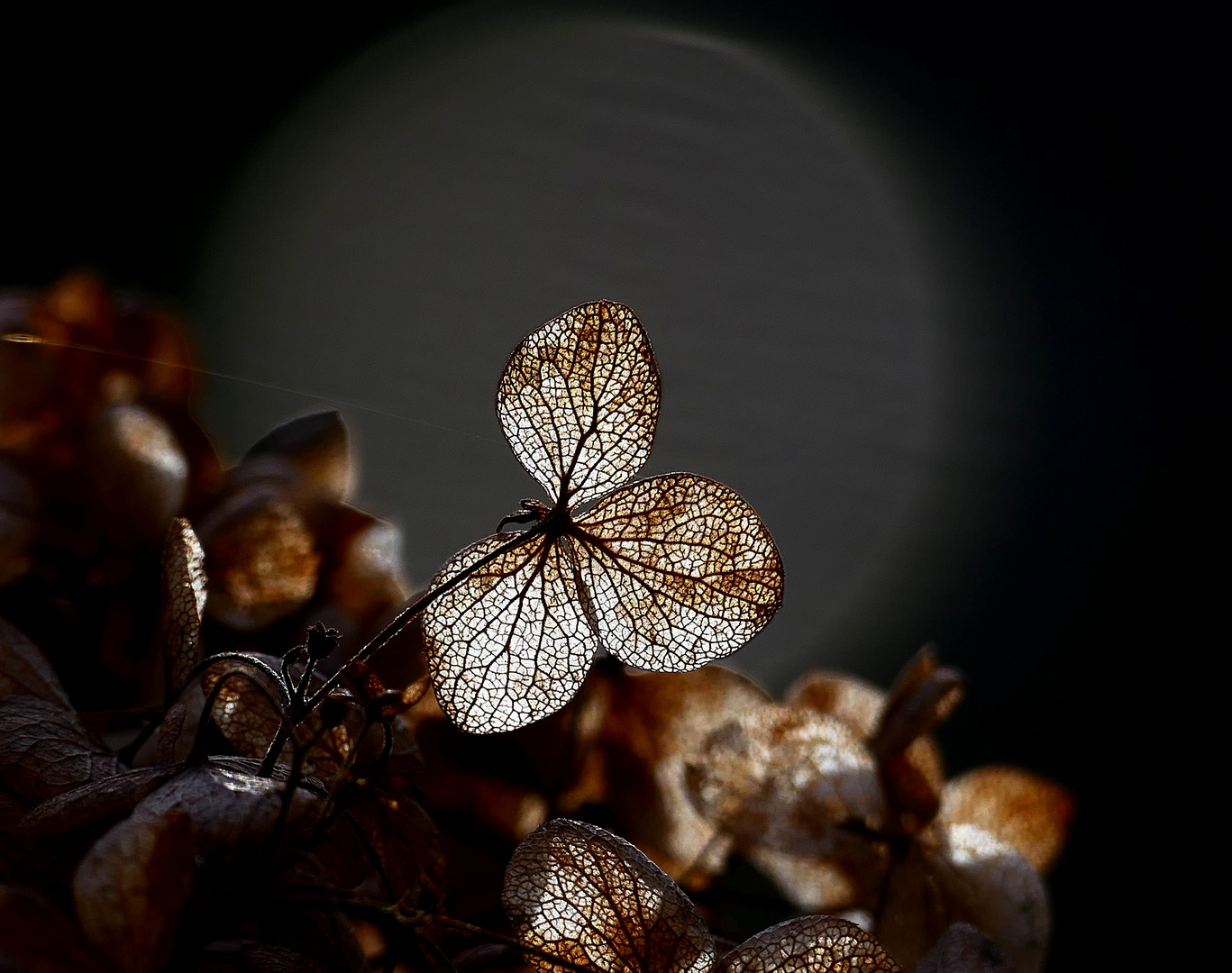 Hortensia moonlight serenade