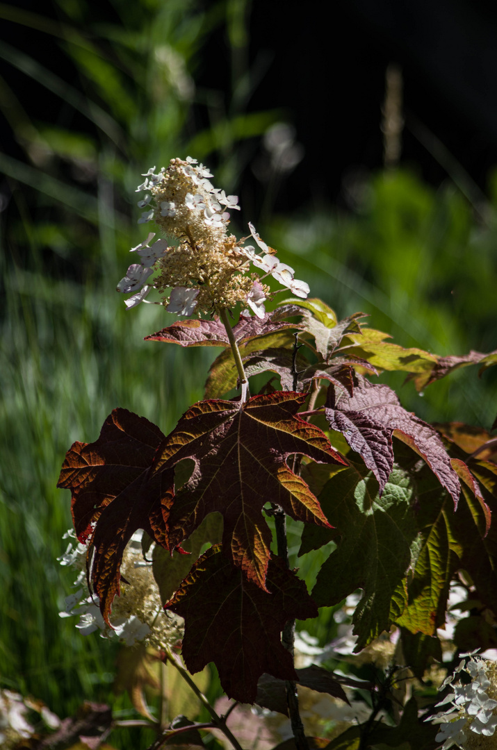 Hortensia paniculata