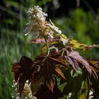 Hortensia paniculata