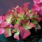 Hortensia   roja