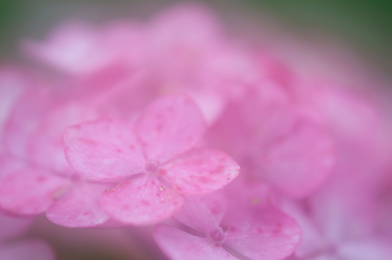 Hortensia romantica