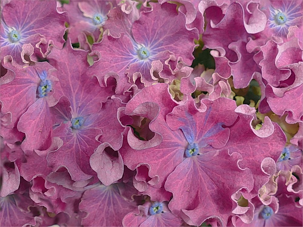 _ Hortensia Rosada 