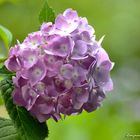 Hortensia rose